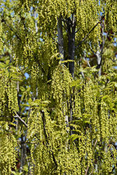 Crimson Spire Oak (Quercus 'Crimschmidt') at Lakeshore Garden Centres