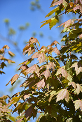 Burgundy Belle Red Maple (Acer rubrum 'Magnificent Magenta') at Lakeshore Garden Centres