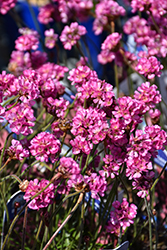 Vesuvius Black-leaved Sea Thrift (Armeria maritima 'Vesuvius') at Lakeshore Garden Centres