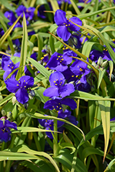 Blue And Gold Spiderwort (Tradescantia x andersoniana 'Blue And Gold') at Lakeshore Garden Centres