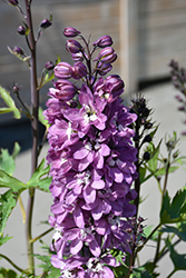 Delphina Pink White Bee Larkspur (Delphinium 'Delphina Pink White Bee') at Lakeshore Garden Centres