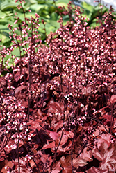 Fire Chief Coral Bells (Heuchera 'Fire Chief') at Lakeshore Garden Centres