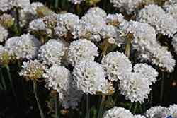 Dreameria Dream Clouds False Sea Thrift (Armeria pseudarmeria 'Dream Clouds') at Lakeshore Garden Centres