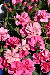 Sunflor Bowie Carnation (Dianthus caryophyllus 'Sunflor Bowie') at Lakeshore Garden Centres