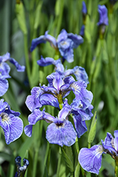 Dwarf Arctic Iris (Iris setosa var. arctica) at Lakeshore Garden Centres