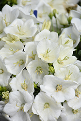 Rapido White Bellflower (Campanula carpatica 'Rapido White') at Lakeshore Garden Centres