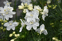 Hunky Dory&Trade; White Delphinium (Delphinium grandiflorum 'Hunky Dory White') at Lakeshore Garden Centres
