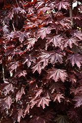 Crimson Sentry Norway Maple (Acer platanoides 'Crimson Sentry') at Lakeshore Garden Centres