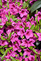 Girard's Purple Azalea (Rhododendron 'Girard's Purple') at Lakeshore Garden Centres