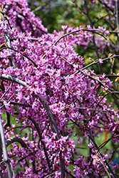 Golden Falls Redbud (Cercis canadensis 'NC2015-12') at Lakeshore Garden Centres