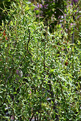 Dragon's Claw Willow (Salix matsudana 'Tortuosa') at Lakeshore Garden Centres