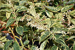 Paisley Pup Fetterbush (Leucothoe fontanesiana 'SMNLFGRV') at Lakeshore Garden Centres