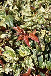 Paisley Pup Fetterbush (Leucothoe fontanesiana 'SMNLFGRV') at Lakeshore Garden Centres
