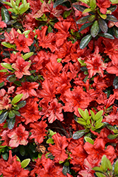 Girard's Hot Shot Azalea (Rhododendron 'Girard's Hot Shot') at Lakeshore Garden Centres