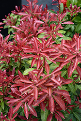 Mountain Fire Japanese Pieris (Pieris japonica 'Mountain Fire') at Lakeshore Garden Centres