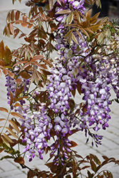 Grand Diva Barbara Wisteria (Wisteria 'MinwikKB25') at Lakeshore Garden Centres