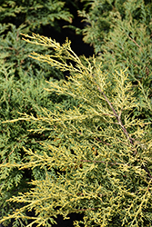 Winter Gold Juniper (Juniperus chinensis 'Winter Gold') at Lakeshore Garden Centres