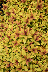 Poprocks Rainbow Fizz Spirea (Spiraea japonica 'Matgold') at Lakeshore Garden Centres