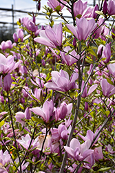 Jane Magnolia (Magnolia 'Jane') at Lakeshore Garden Centres