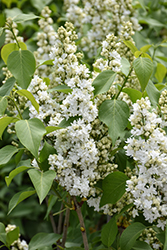 Miss Ellen Willmott Lilac (Syringa vulgaris 'Miss Ellen Willmott') at Lakeshore Garden Centres