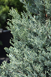 Moffett Juniper (Juniperus scopulorum 'Moffettii') at Lakeshore Garden Centres