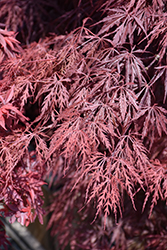 Firecracker Japanese Maple (Acer palmatum 'Firecracker') at Lakeshore Garden Centres
