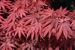 Pixie Japanese Maple (Acer palmatum 'Pixie') at Lakeshore Garden Centres