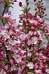 Coralburst Flowering Crab (Malus 'Coralburst') at Lakeshore Garden Centres