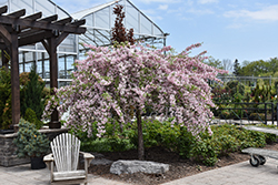 Louisa Flowering Crab (Malus 'Louisa') at Lakeshore Garden Centres