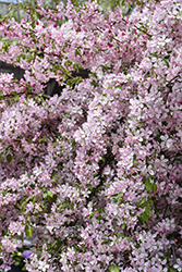 Louisa Flowering Crab (Malus 'Louisa') at Lakeshore Garden Centres
