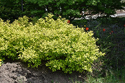 Poprocks Pineapple Spirea (Spiraea japonica 'Pineapple Poprocks') at Lakeshore Garden Centres