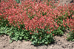 Little Lanterns Columbine (Aquilegia canadensis 'Little Lanterns') at Lakeshore Garden Centres