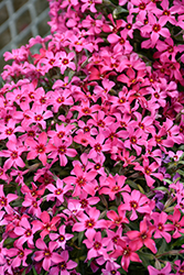 Red Wings Moss Phlox (Phlox subulata 'Red Wings') at Lakeshore Garden Centres