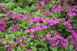 Little Treasure Deep Rose Wall Cress (Arabis caucasica 'Little Treasure Deep Rose') at Lakeshore Garden Centres