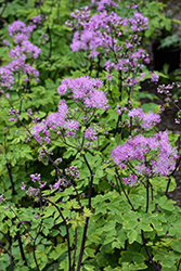 Black Stockings Meadow Rue (Thalictrum 'Black Stockings') at Lakeshore Garden Centres