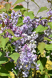 Scentara Double Blue Lilac (Syringa x hyacinthiflora 'SMNSHBBL') at Lakeshore Garden Centres