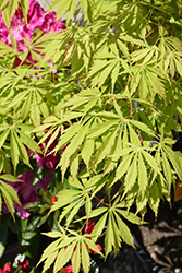 Fascination Japanese Maple (Acer palmatum 'Fascination') at Lakeshore Garden Centres
