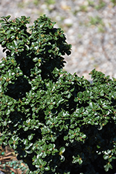 Jersey Jewel Japanese Holly (Ilex crenata 'Jersey Jewel') at Lakeshore Garden Centres