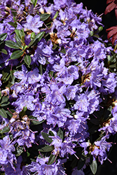 Ramapo Rhododendron (Rhododendron 'Ramapo') at Lakeshore Garden Centres