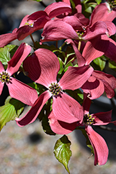 Ragin' Red Flowering Dogwood (Cornus florida 'JN13') at Lakeshore Garden Centres