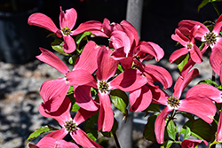 Ragin' Red Flowering Dogwood (Cornus florida 'JN13') at Lakeshore Garden Centres