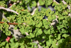 Troll Dwarf Ginkgo (Ginkgo biloba 'Troll') at Lakeshore Garden Centres