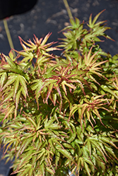 Kamagata Japanese Maple (Acer palmatum 'Kamagata') at Lakeshore Garden Centres