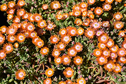 Jewel Of Desert Topaz Ice Plant (Delosperma 'Jewel Of Desert Topaz') at Lakeshore Garden Centres
