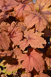 Pumpkin Spice Foamy Bells (Heucherella 'Pumpkin Spice') at Lakeshore Garden Centres