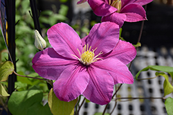 Alaina Clematis (Clematis 'Evipo056') at Lakeshore Garden Centres