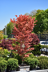First Flame Maple (Acer 'IslFirFl') at Lakeshore Garden Centres