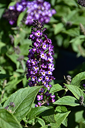 Blueberry Pie Butterfly Bush (Buddleia 'PODARASNGA 9-15') at Lakeshore Garden Centres