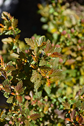 Sweet Cherry Tea Ninebark (Physocarpus opulifolius 'ZLEBic5') at Lakeshore Garden Centres