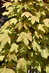 Eskimo Sunset Sycamore Maple (Acer pseudoplatanus 'Eskimo Sunset') at Lakeshore Garden Centres